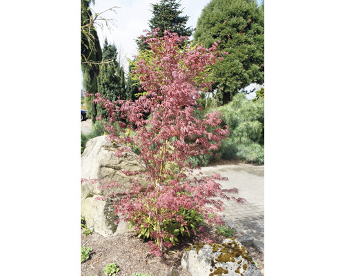 Japanischer Ahorn im Gartenbeet
