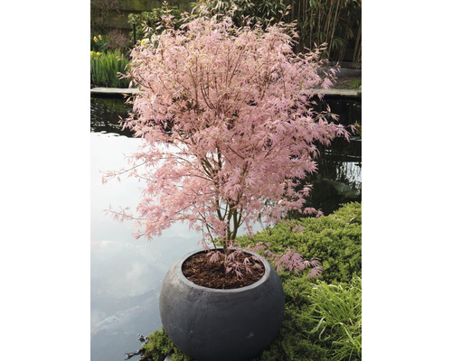 Japanischer Ahorn im Topf mit rosa Blättern als Gartendekoration