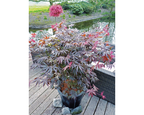 Japanischer Ahorn im Topf auf einer Terrasse