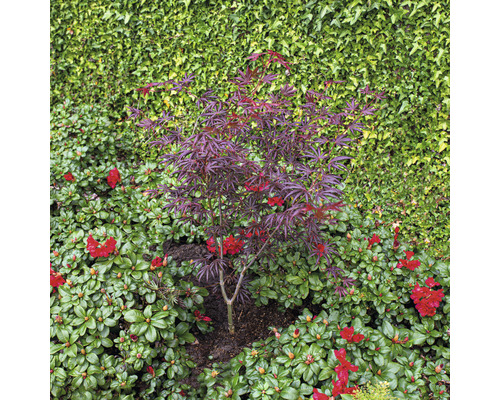 Kleiner Ahornbaum mit rotem Laub im Garten.