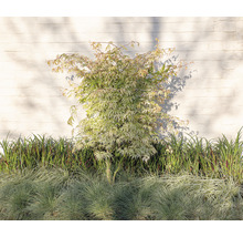 Japanischer Ahornbaum im Gartenbeet vor einer weißen Wand