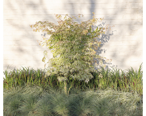 Japanischer Ahornbaum im Gartenbeet vor einer weißen Wand
