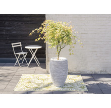 Szene mit Ahornbaum im Topf, Gartentisch, Gartenstuhl und Teppich