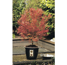 Zwerg-Fächerahorn rosa orange grün Acer palmatum 'Wilson's Pink Dwarf' H 50-60 cm Co 3 L