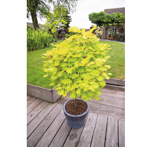 Japanischer Ahorn in einem Topf im Garten.