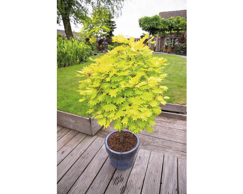 Japanischer Ahorn in einem Topf im Garten.