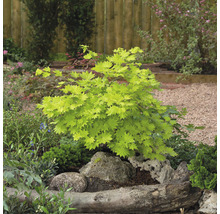 Japanischer Ahornbaum im Gartenbeet mit Steinen und Holzelementen