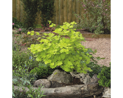 Japanischer Ahornbaum im Gartenbeet mit Steinen und Holzelementen