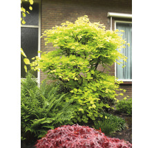 Gartenansicht mit Ahornbaum und Farnen