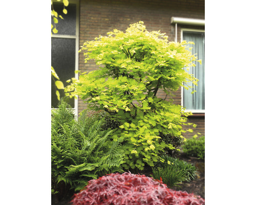 Gartenansicht mit Ahornbaum und Farnen