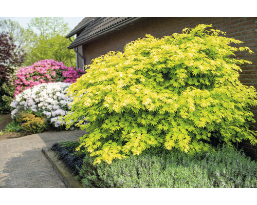 Japanischer Ahorn im Gartenbeet