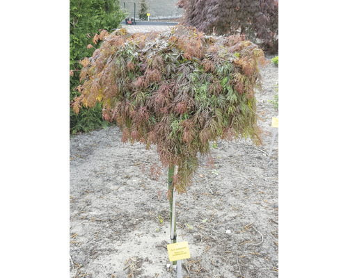 Japanischer Ahorn als Solitärpflanze im Garten.