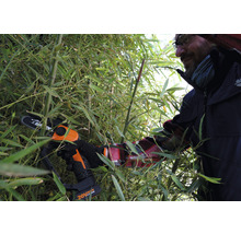 Mann schneidet Bambus mit einer Akku-Kettensäge im Garten