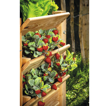 Hochbeet aus Holz mit Erdbeeren und Salat