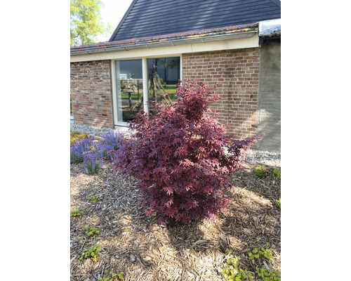 Japanischer Ahorn im Gartenbeet mit Mulch