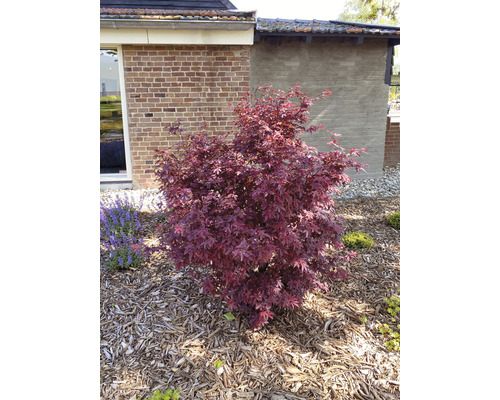 Japanischer Ahorn im Gartenbeet mit Rindenmulch