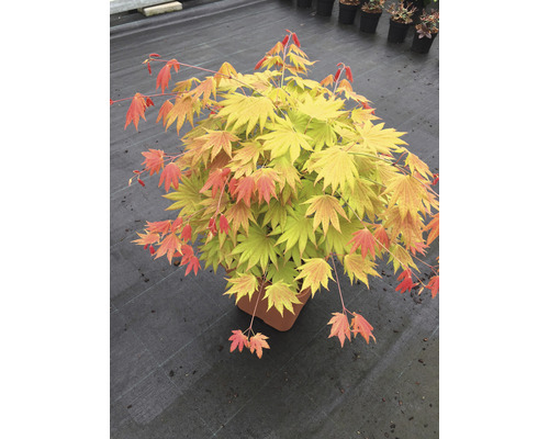 Japanischer Goldahorn Acer palmatum 'Moonrise' Halbstamm 40 cm Co 14 L viereckig