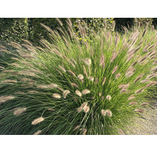Ziergras mit Blütenständen im Garten