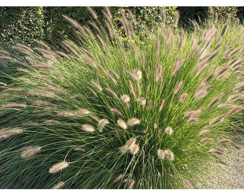 Ziergras mit Blütenständen im Garten