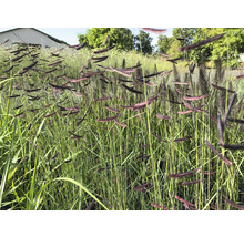 Nahaufnahme von Ziergräsern im Garten.