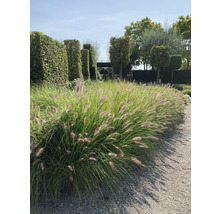 Garten mit Ziergräsern und Buchsbaumhecken