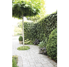 Gartenweg mit Pflastersteinen, Baum und bewachsener Mauer