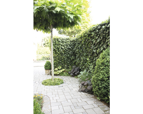 Gartenweg mit Pflastersteinen, Baum und bewachsener Mauer