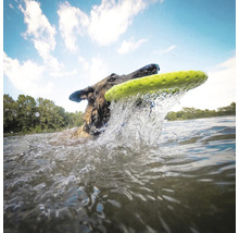 Hund apportiert Frisbee aus dem Wasser