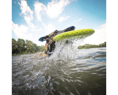 Hund apportiert Frisbee aus dem Wasser