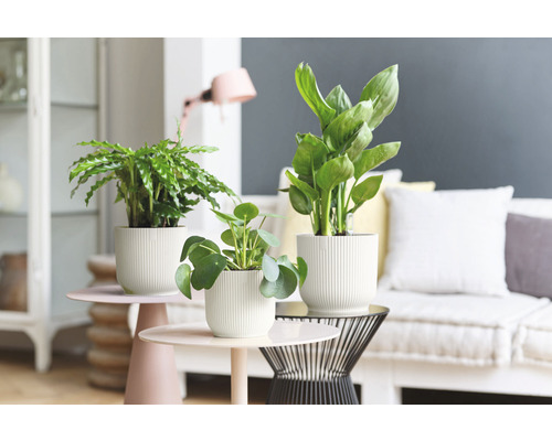 Zimmerpflanzen in Töpfen auf Beistelltischen in Wohnraumumgebung