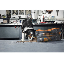 Hundefutter trocken FINEVO Adult Dog M Huhn 15 kg-thumb-1 Hundefutter trocken FINEVO Adult Dog M Huhn 15 kg-thumb-1