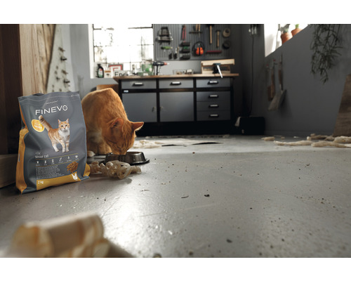 Eine orangefarbene Katze frisst in einer Werkstatt aus einem Napf. Neben ihr steht eine Packung Finevo Seniorenfutter.