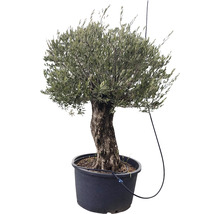 Olivenbaum im Topf mit Bewässerungssystem