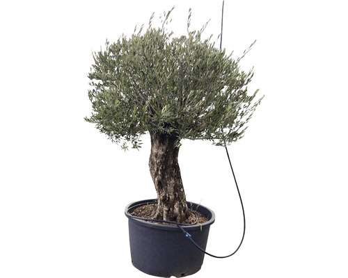 Olivenbaum im Topf mit Bewässerungssystem