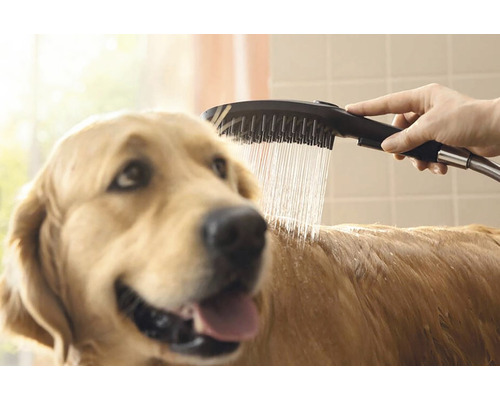 Ein Hund wird mit einer Handbrause geduscht.