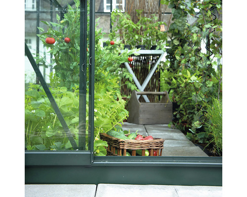 Ansicht in ein Gewächshaus mit Pflanzen und geerntetem Gemüse in einem Korb