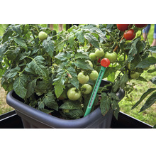 Tomatenpflanze im Topf mit Temperaturmesser