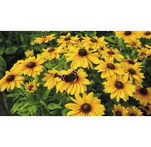 Gelbe Rudbeckia Blumen mit Schmetterling im Garten