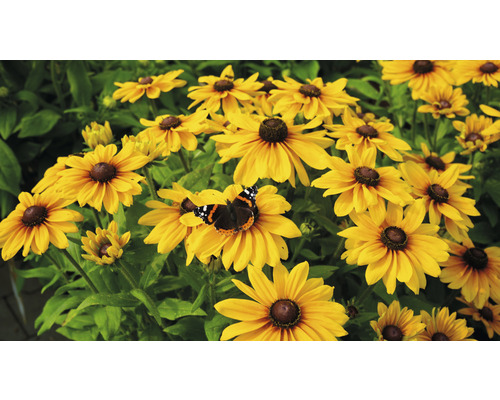 Gelbe Rudbeckia Blumen mit Schmetterling im Garten