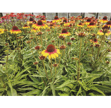 Feld von Rudbeckia Blumen mit kegelförmigen Blütenständen und grünen Blättern