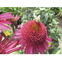 Nahaufnahme einer Biene auf einer rosafarbenen Kegelblume