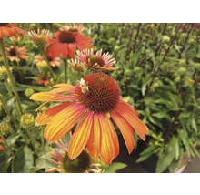 Nahaufnahme einer Echinacea Blüte mit einer Biene