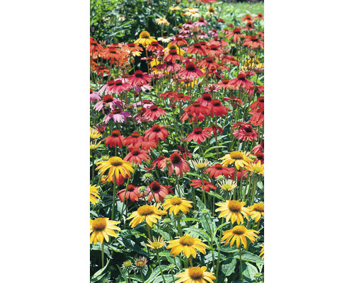 Feld von blühenden Sonnenhüten