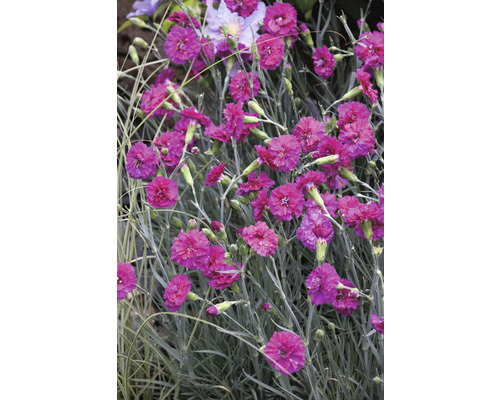 Nahaufnahme von Nelkenpflanzen mit pinkfarbenen Blüten