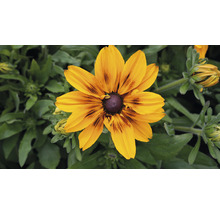 Blüte der Rudbeckia hirta im Detail