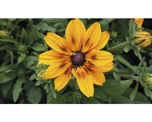 Blüte der Rudbeckia hirta im Detail