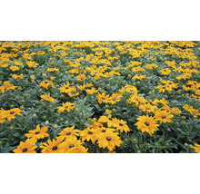 Feld mit Rudbeckia Blumen im Garten