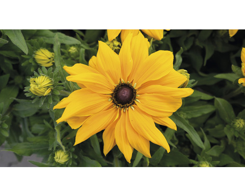 Gelbe Rudbeckia Blüte im Garten