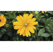 Gelbe Rudbeckia-Blume im Garten