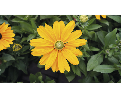 Gelbe Rudbeckia-Blume im Garten